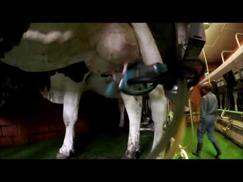 aboutstable - Das Melken #2