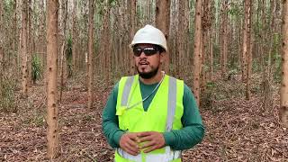 Download the video "Marcações nas parcelas de inventário florestal"
