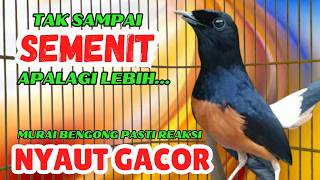 Download lagu belum 1 menit SUDAH BANYAK murai lain IKUT NYAUT dan GACOR dengar ini✅✅ mp3