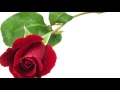 Daber Elai Bifrachim