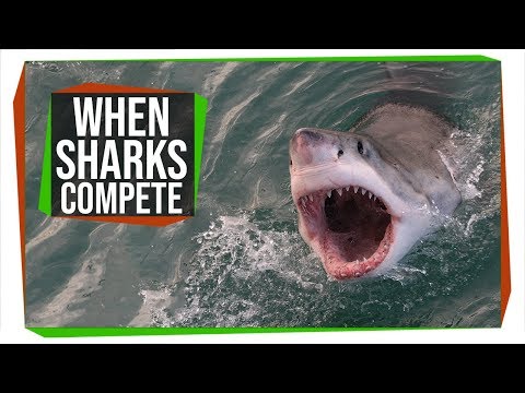 伟大的白人可能已经消灭了360万年前的巨齿龙（Great Whites May Have Taken Out Megalodon 3.6 Million Years Ago | SciShow News）