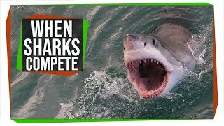 Great Whites May Have Taken Out Megalodon 3.6 Million Years Ago | SciShow News