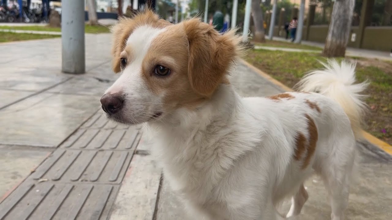Peruvian Congress Declares Chiribaya Dog a National Cultural Heritage