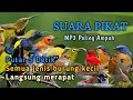 SUARA PIKAT SEMUA JENIS BURUNG KECIL PALING AMPUH