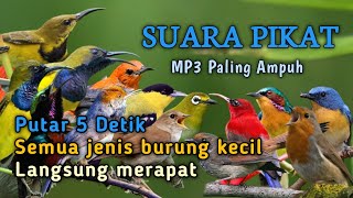 Download lagu SUARA PIKAT SEMUA JENIS BURUNG KECIL PALING AMPUH mp3 Download lagu SUARA PIKAT SEMUA JENIS BURUNG KECIL PALING AMPUH mp3
