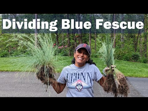 How to Divide Blue Fescue ✂ Festuca Ornamental Perennial Grass
