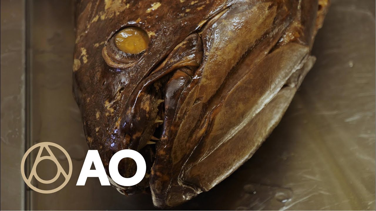 Come Face to Face with an Ancient, Giant Fish | Object of Intrigue | Atlas Obscura