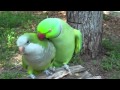 Two Parrots in Love 