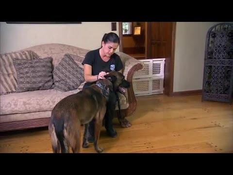 Cesar Millans Dog Nation | Season 1 Episode 7 | Philadelphia Freedom
