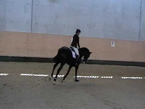 Donauabend, Trak. Hengst v. Abendtanz