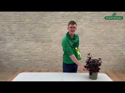 ECOstyle stueplantegødning