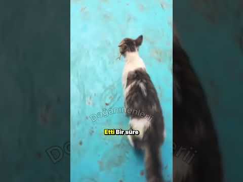 Adam Kediyi Takip Etti, Karşılaştığı Manzara İnanılmazdı!