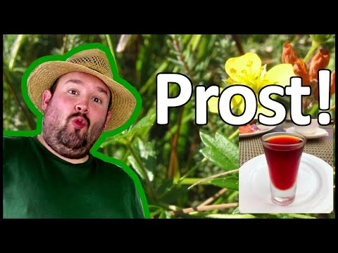 Die Arzneipflanze des Jahres 2024 - Die Blutwurz | Flol