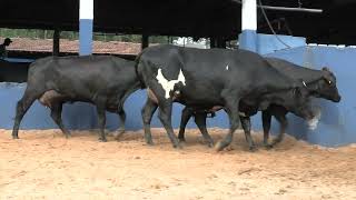 Vídeo 28 - 1ª ETAPA MEGA LIQUIDAÇÃO TOTAL AGROPECUÁRIA MARAJOARA - DIA 4 | GADO GIROLANDO E HOLANDÊS