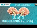 Anatomy of the Brain | Dissectible Model