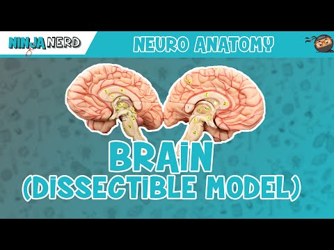 Anatomy of the Brain Model