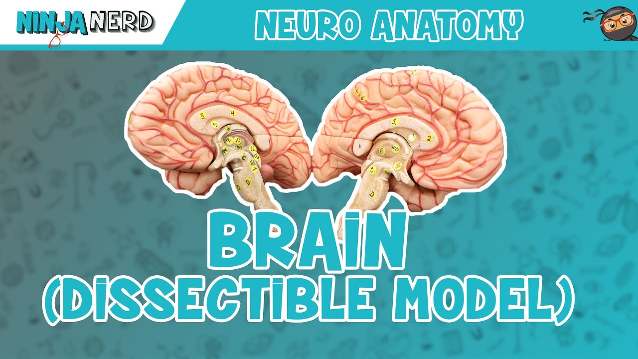 Anatomy of the Brain | Dissectible Model