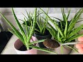 Bir Kaşık Verin Aloe Veralarınız Coşsun Aloe Vera Coşturan Gübre Aloe Vera Bakımı Sulama Al