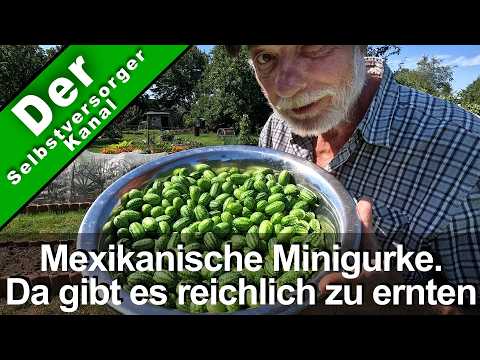 Cucamelon: Ernte-Boom der mexikanischen Minigurke!