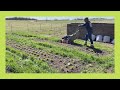 Tour of the Cold Hardy Annuals | Spring Garden Clean Up | Update of Early Season Sunflowers