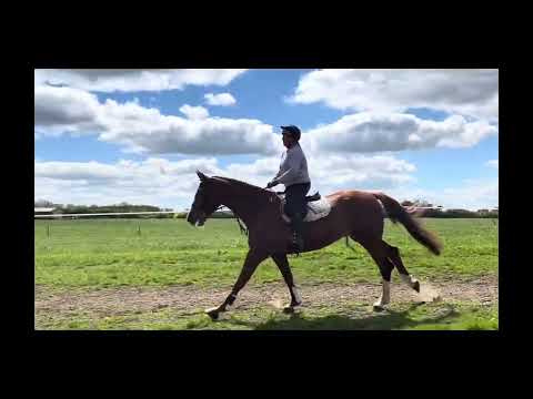 8 yr old gelding - Image 2