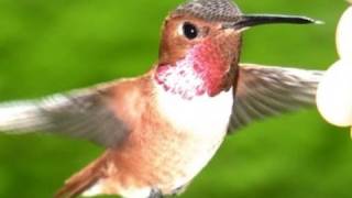 Slow Motion Hummingbirds Video