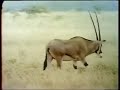 Sesame Street Counting Six Oryx