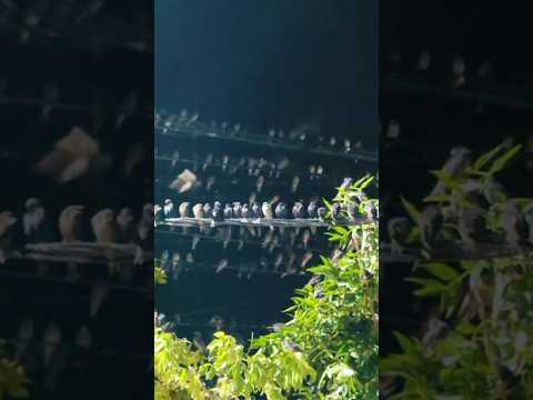 #bandada de #aves #golondrinas #migration #minaclavero #argentina #cordoba #fenômenosnaturais