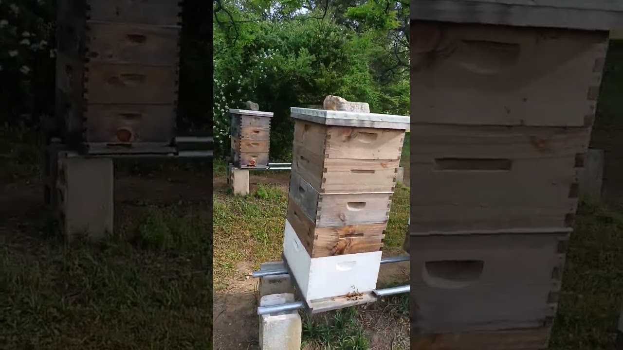 April 25, 2026...Second Honey Pull!!! These bees are CRAZY!!!! 🐝🍯😎