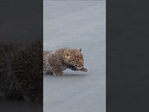Leopard teaches cubs how to cross the road 😍