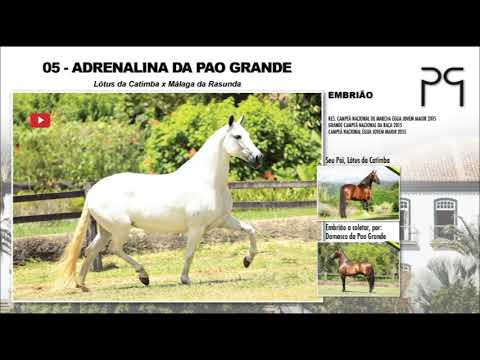 05 Adrenalina da Pao Grande