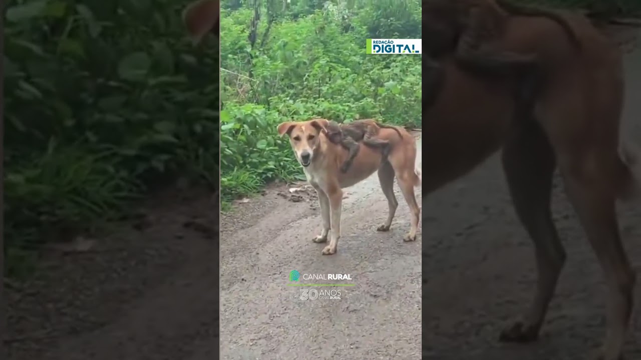 Macaco pega “carona” nas costas de cachorro na Índia