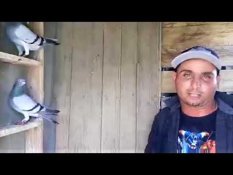 Camaguey cuba,campeonato de pichones suelta de maisi y entrevista con mi amigo de cascorro