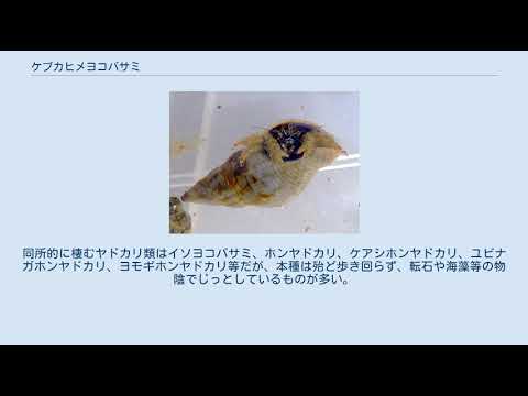 ケブカヒメヨコバサミ