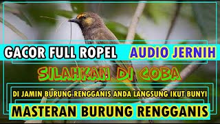 Download lagu Masteran Burung Rengganis Gacor Full Ropel Durasi Panjang mp3 Download lagu Masteran Burung Rengganis Gacor Full Ropel Durasi Panjang mp3