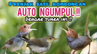 Download lagu Suara Pikat Prenjak Kepala Merah Yang Susah Turun Dan Bandel Dipikat  mp3