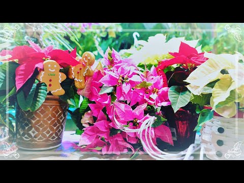 YouTube video about Expert Poinsettia Care Buying Tips for Healthy Indoor Plants