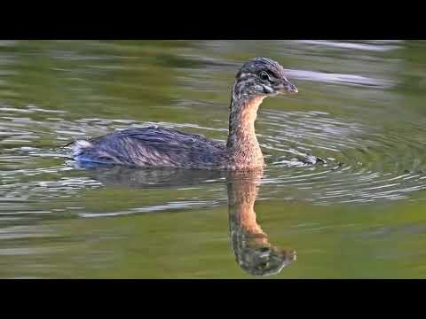 Diving Delights : Mergansers & Grebes