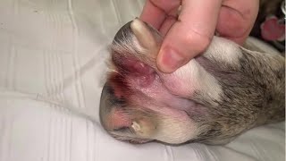 1 Hour satisfying video impacted hair follicles on dog removal