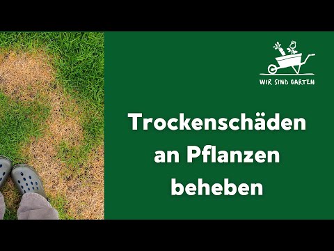 , title : 'Trockenschäden an Pflanzen beheben'