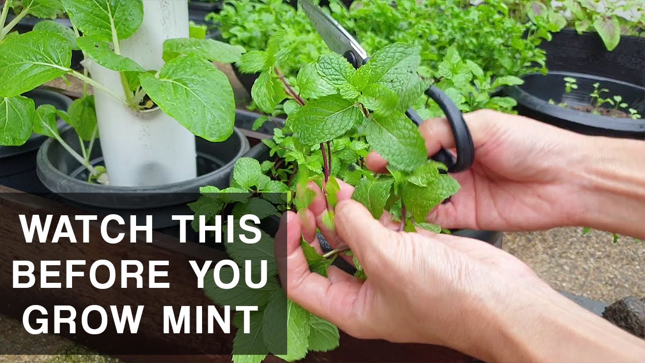 Does Mint need full sun or shade? Life Set Go