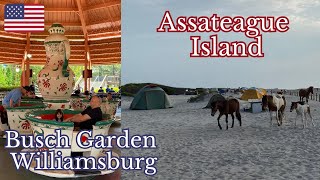 Captivating Encounter with Wild Horses | 国立海岸で野生の馬に遭遇