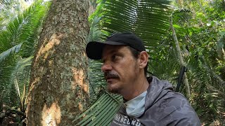 QUASE ME PERDI NA FLORESTA AMAZÔNICA EM BUSCA  DE ALIMENTO.