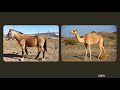 ANIMALS PHOTO ALBUM