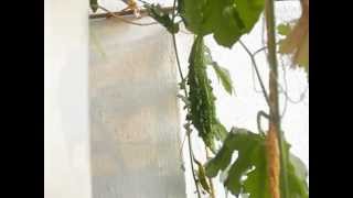 preview picture of video 'bitter gourd farm in balcony, bahrain [കൈപ്പക്ക കൃഷി]'