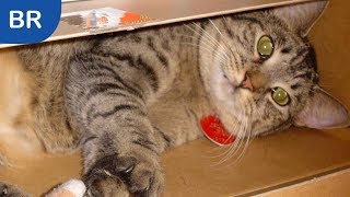 My Cat Passed Away... :-(