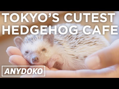 Cutest Hedgehog Cafe In Tokyo!