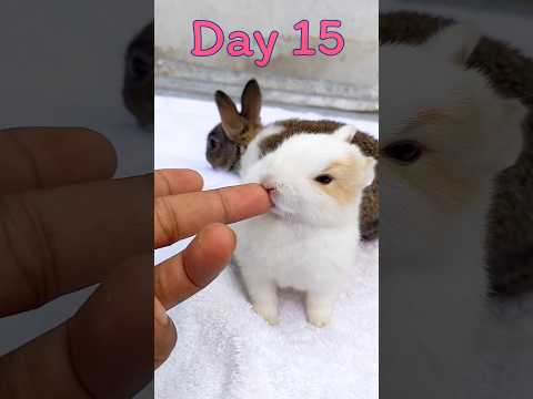 Rabbit Growth - Baby BUNNY Grow Up Day By Day #pets