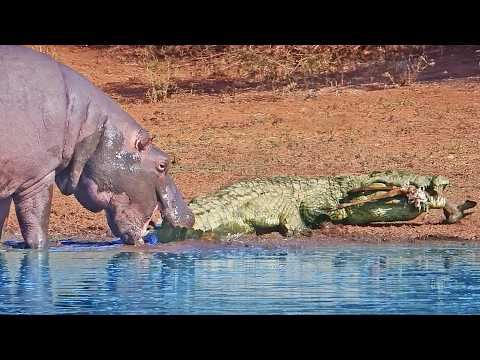 Crocodile Gets Annoyed After Hippo Pulls its Tail