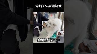 怖くてへっぴり腰がとまらない愛犬　#greatpyrenees #大型犬のいる生活 #大型犬 #大型犬と暮らす #グレートピレニーズ #ゴールデンレトリバー #犬のいる生活 #愛犬 #ペット